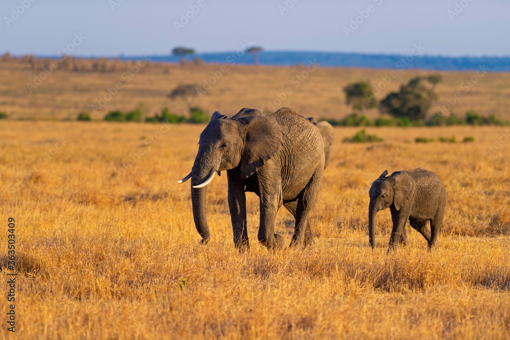 Elephant Baby and Mother, Maasai Mara National Reserve, Kenya, Africa