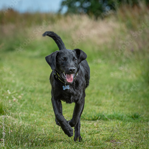 Black Labrador retriever puppy running on a track in a field of long grass in the Campsie Fells