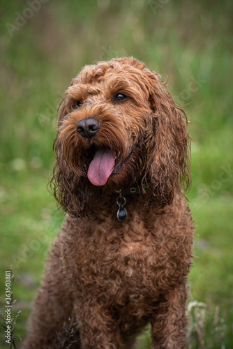 Cockapoo sitting in field of grass