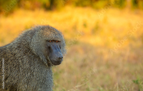 Baboon closeup shot, Papio, Kenya, Africa