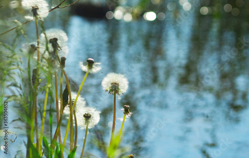 Dandelions on the river Bank, soft summer background,