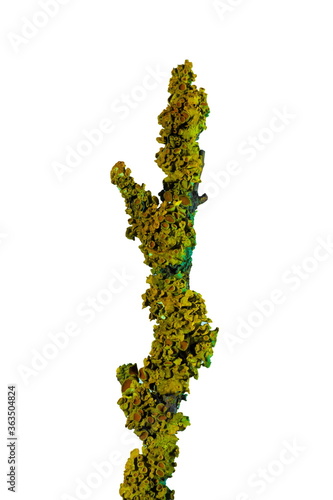 Lichen lepraria on a tree branch, on a light background photo