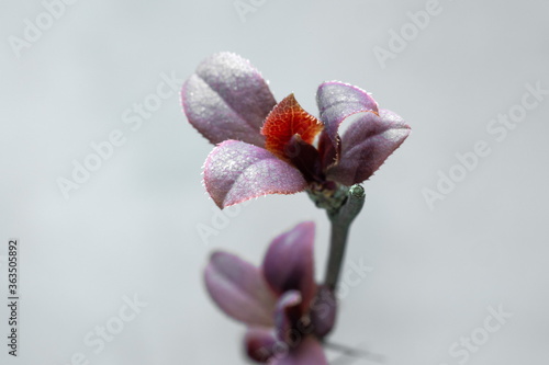 Barberry ordinary Purpureya. Branches of leaves and buds on a white background photo