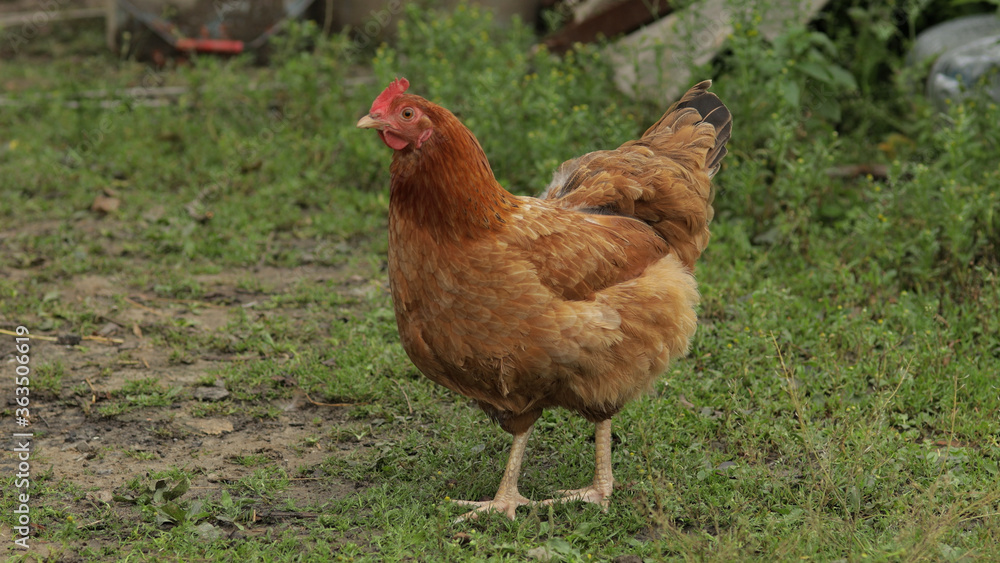 Fototapeta premium Domestic brown chicken walk on the ground. Background of green grass in farm. Search of food