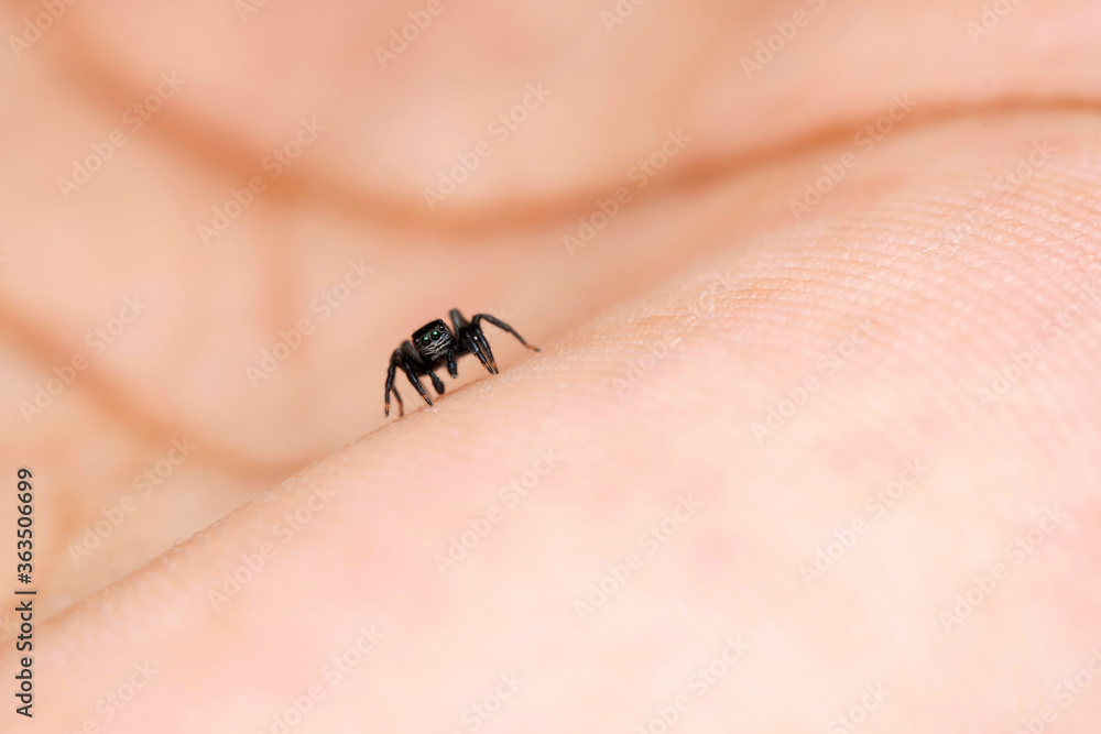 Jumping spider, Phlegra prasanna, Salticidae, Satara, Maharashtra, India