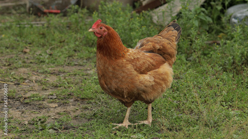 Domestic brown chicken walk on the ground. Background of green grass in farm. Search of food