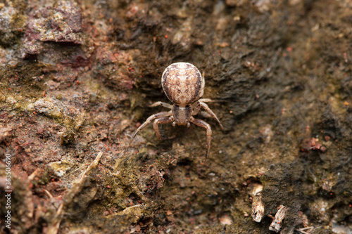 Ground crab spider, Xysticus cristatus, Satara, Maharashtra, India