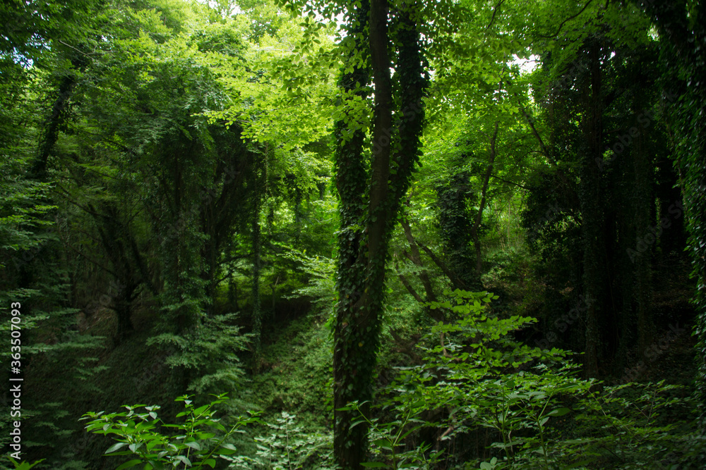 green forest in the morning