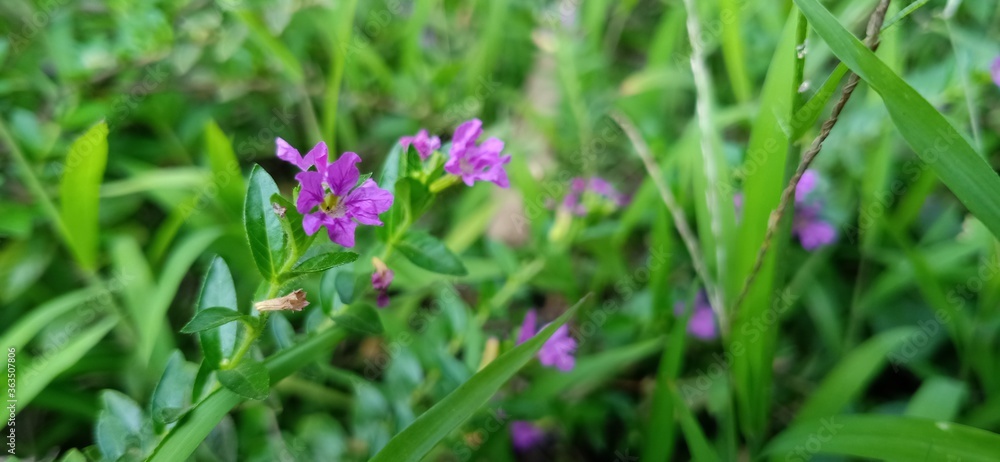 pink flowers in the grass pink flowers in the grass