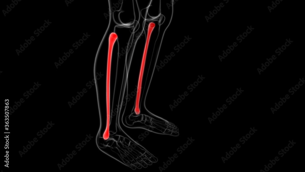 Human skeleton anatomy Fibula Bone 3D Rendering Human skeleton anatomy Fibula Bone 3D Rendering