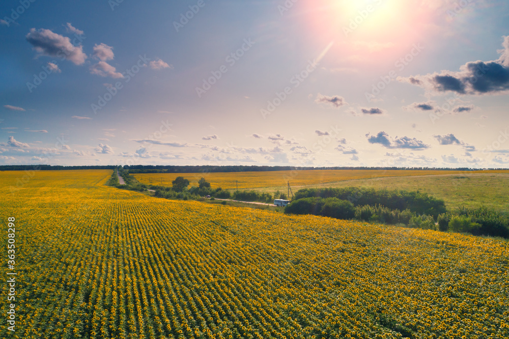 Summer landscape with sunflowers. Beautiful sunflower field on a sunny day. Aerial view. Nature background