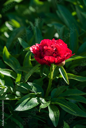 Wallpaper Mural nice peony in the garden Torontodigital.ca