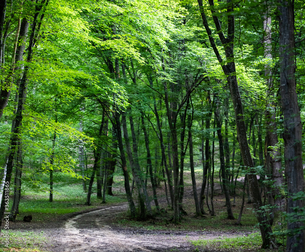 Fototapeta premium green forest background in summer