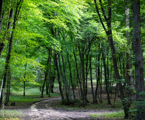Fototapeta Naklejka Na Ścianę i Meble -  green forest background in summer