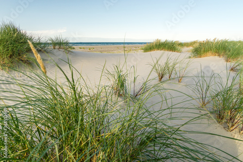 Fototapeta Naklejka Na Ścianę i Meble -  Beach with sand dunes and marram grass in soft sunrise sunset light. Skagen Nordstrand, Denmark. Skagerrak, Kattegat.