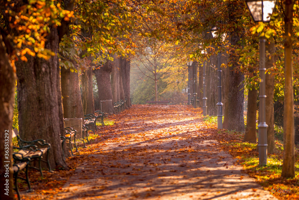 autumn alley in the park