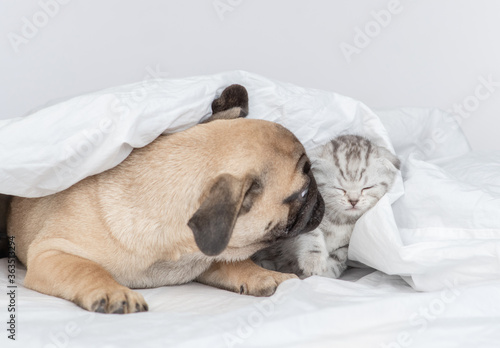 Playful Pug puppy kisses baby kitten under a warm blanket on a bed at home