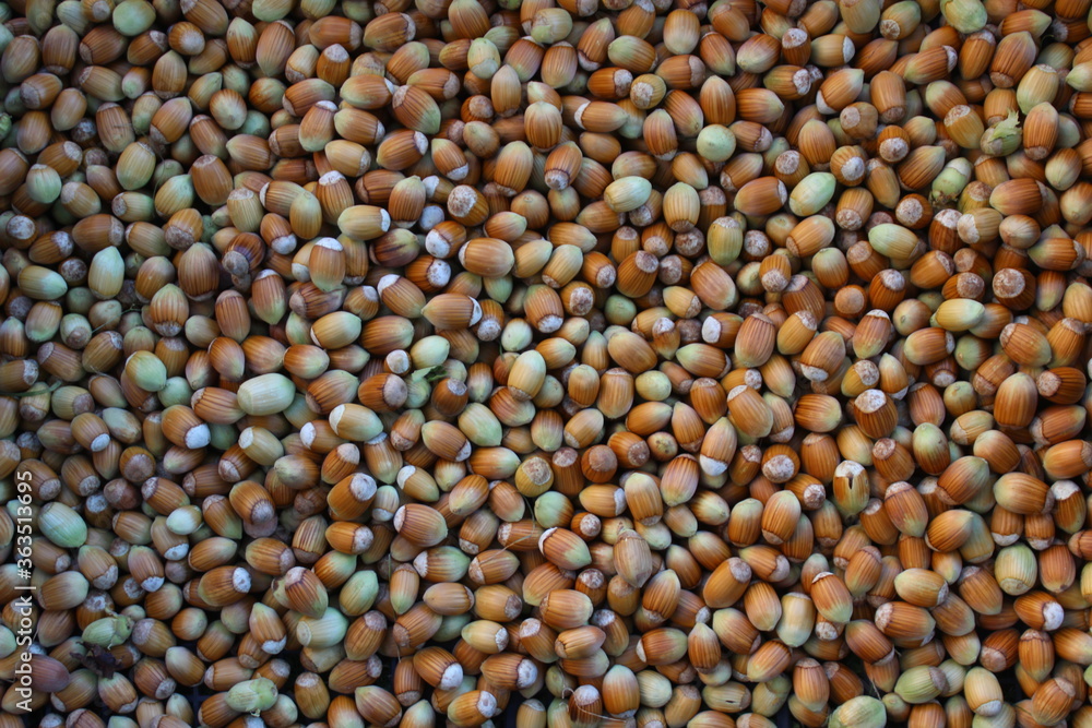 Panier de noisettes. Récolte de noisettes Panier de noisettes. Récolte de noisettes