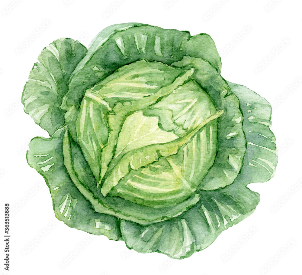 Watercolor illustration of a head of cabbage. Beautiful garden plants. Harvest. Healthy vegan food. Salad ingredient. Watercolor illustration of a head of cabbage. Beautiful garden plants. Harvest. Healthy vegan food. Salad ingredient.