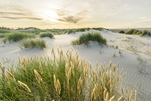 Beach with sand dunes and marram grass with soft sunrise sunset back light. Skagen Nordstrand  Denmark. Skagerrak  Kattegat.