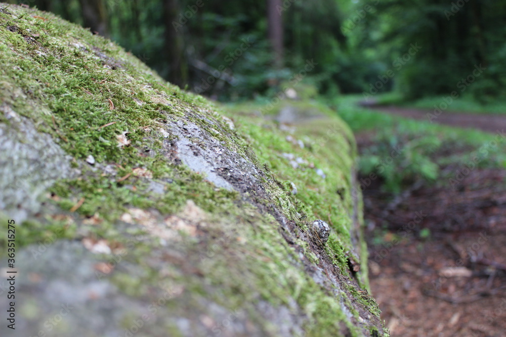 Im Wald Im Wald