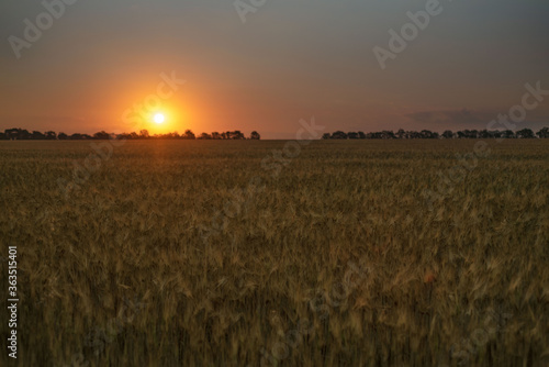 Summer wheat field at sunrise