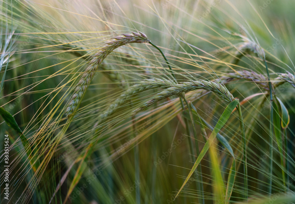Green wheat spikes in wheat field in summer Green wheat spikes in wheat field in summer
