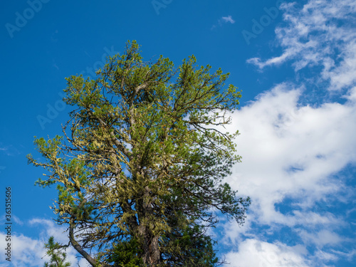Crown of an old cedar against the blue sky. Summer sunny day