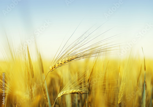 Yellow wheat spike in wheat field and blue sky