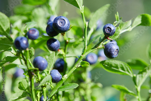 Papier peint Bush of a ripe bilberry closeup