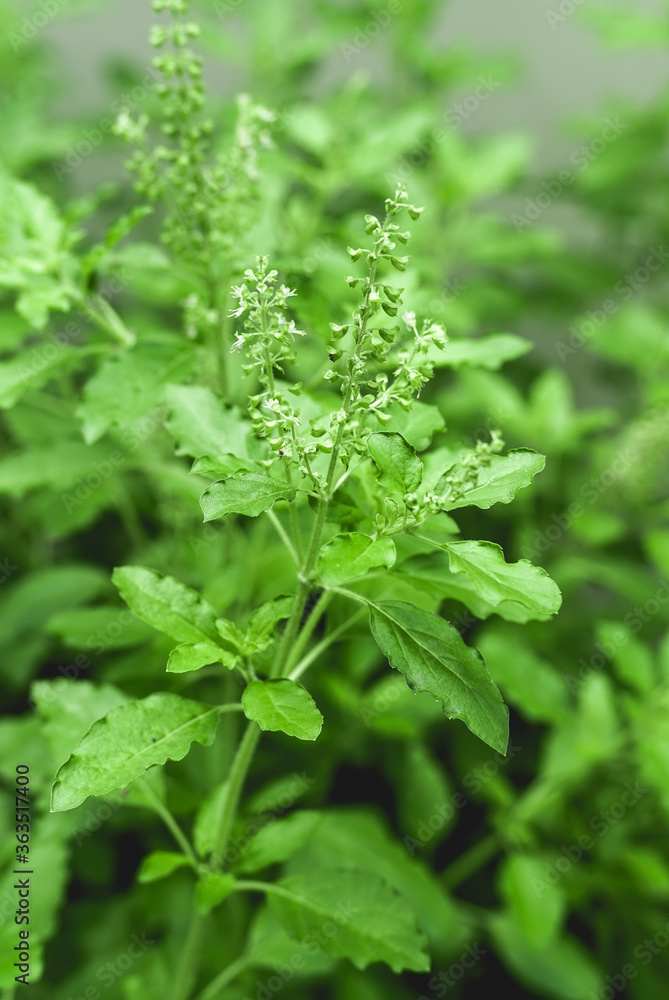 Fresh green Holy Basil, Healthy Food. Fresh green Holy Basil, Healthy Food.