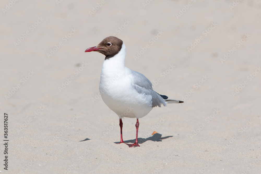 Black-headed gull (in german Lachmöwe) Chroicocephalus ridibundus Black-headed gull (in german Lachmöwe) Chroicocephalus ridibundus