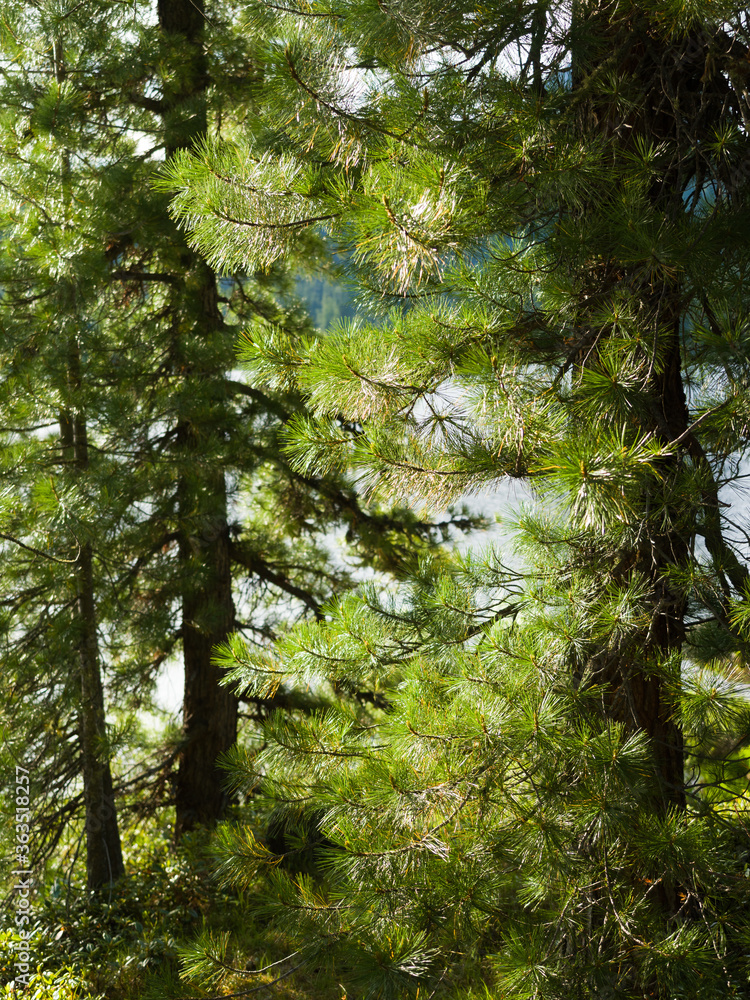 Fototapeta premium Cedars on the shore of a forest lake. Coniferous forests in the wild. Summer sunny day