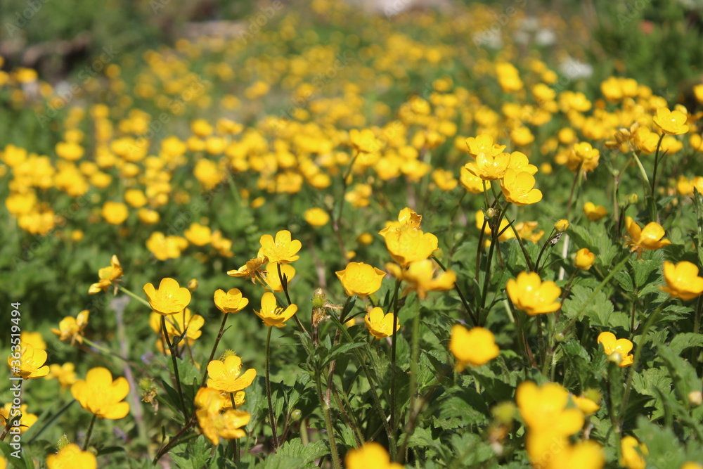 Floraison des renoncules (bouton d'or)