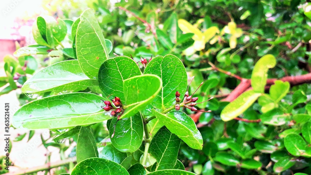 bunch of leaves on a branch with red flowers bud with water drops in rain bunch of leaves on a branch with red flowers bud with water drops in rain