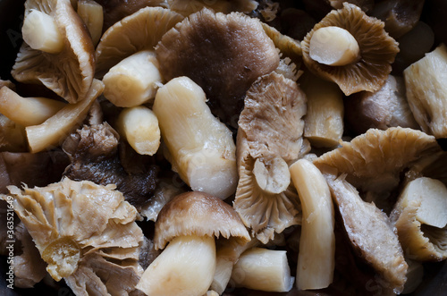 Texture Boiled Tricholoma mushrooms. photo