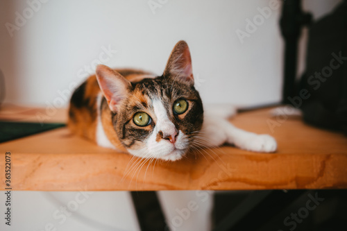 stock photo tricolor european breed cat with green eyes resting on wooden table in office