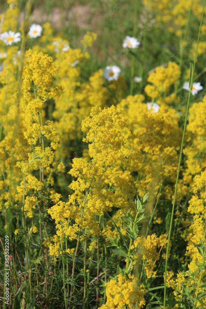 Fleurs de gaillet croisette Fleurs de gaillet croisette