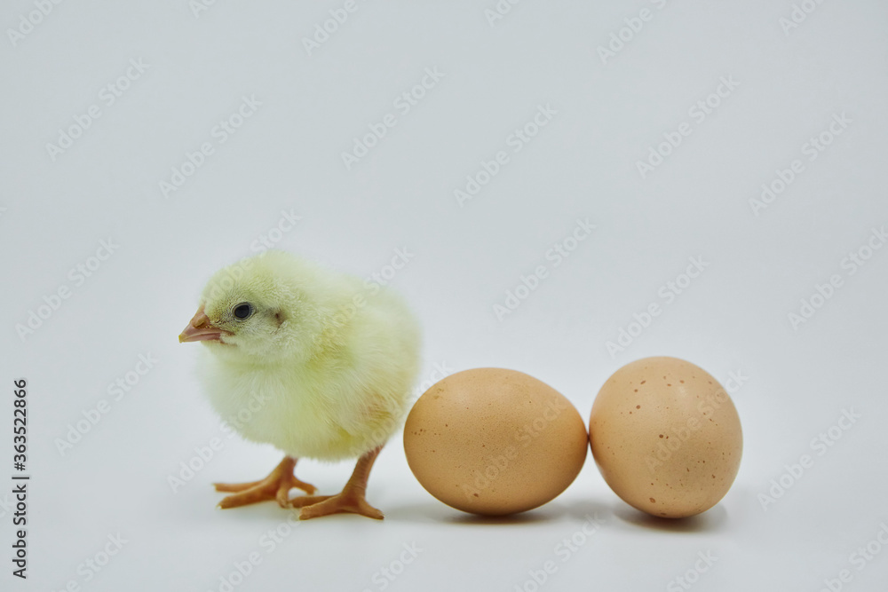 A small yellow newborn chicken sits next to two chicken eggs on a white background. A small yellow newborn chicken sits next to two chicken eggs on a white background.