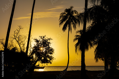 Coucher de soleil et cocotier 