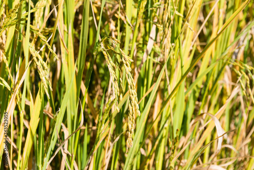Rice plant at Pai Bamboo Bridge (Boon Ko Ku So) in Pai, Mae Hong Son Province, Thailand.