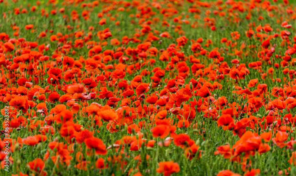 Beautiful landscape. A field of wild red poppies.