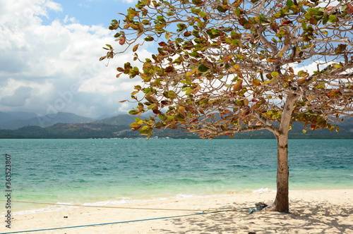 Tree in Cowrie island. Honda bay. Puerto Princesa. Palawan. Philippines