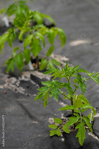 Young tomato plants in home garden. Planting own vegetables. Black garden weed control fabric on ground. Selective focus.