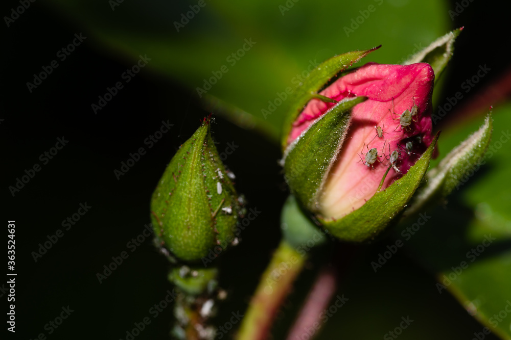 Rose bud with insects on plant. Close-up detailed view of greenflies (Aphids) in home garden. Rose bud with insects on plant. Close-up detailed view of greenflies (Aphids) in home garden.