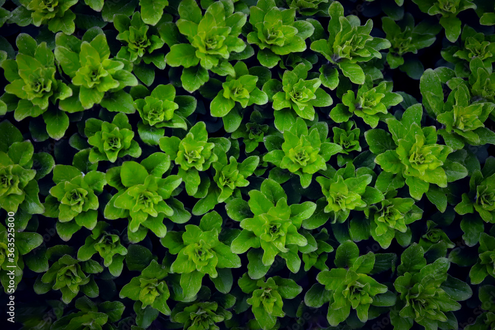 dense background of bright green shrub leaves close up for design dense background of bright green shrub leaves close up for design