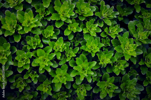dense background of bright green shrub leaves close up for design
