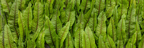 Leafy vegetables banner. Fresh bloody dock (Rumex sanguineus) leaves forming pattern background.