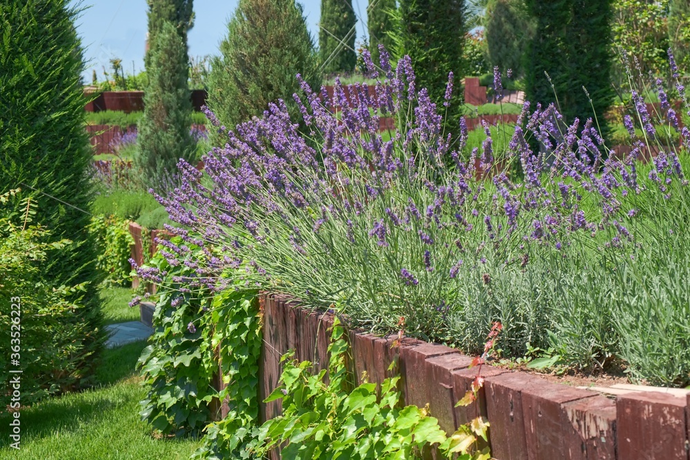Obraz premium Summer mood. Garden multi level landscaping. French lilac purple fragrant lavender in wooden terrace in the garden flower bed in bright sunlight in soft focus and blurred background.
