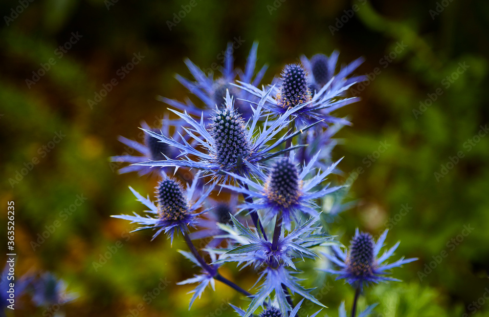 Sea Holly